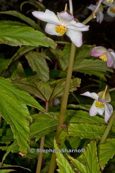 begonia pinnatifida 3 graphic